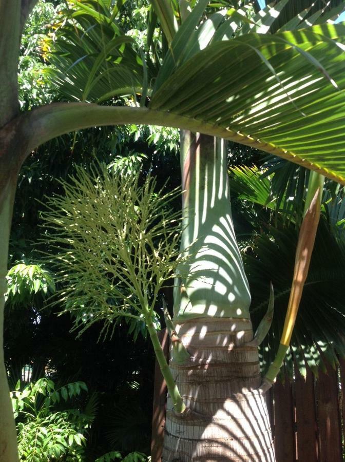 2 Chambres Avec Piscine Dans Maison Creole Saint Pierre Ngoại thất bức ảnh